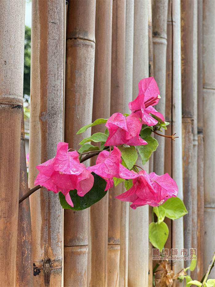 狮子座的棠 雨中赏花5.jpg