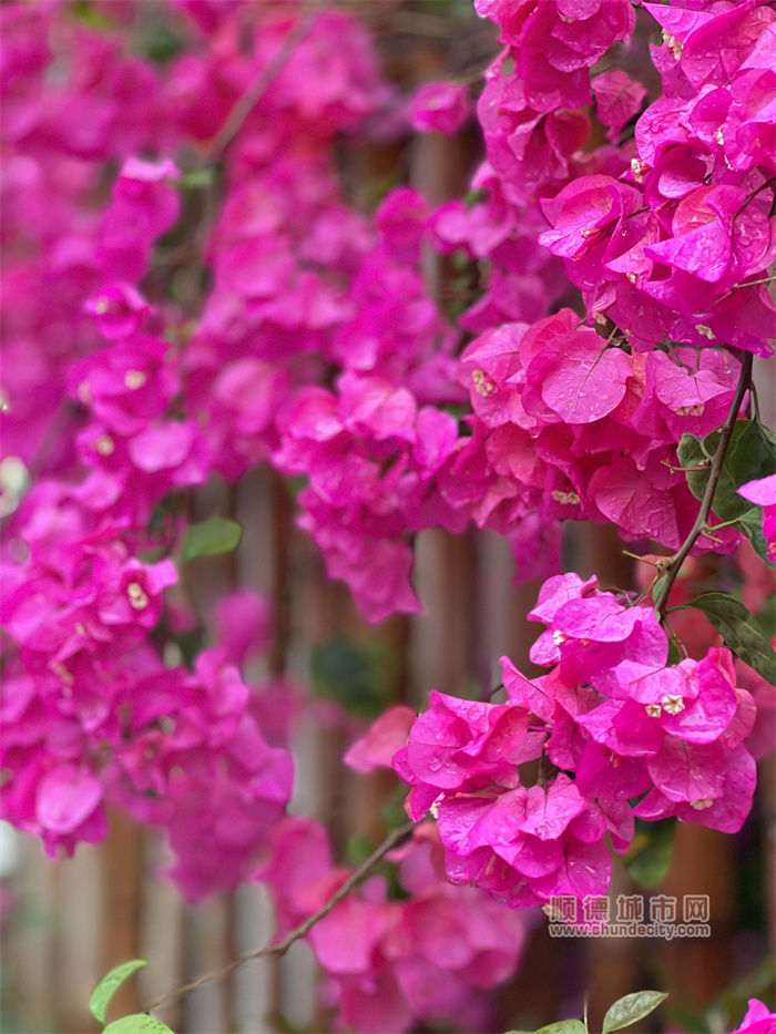 狮子座的棠 雨中赏花4.jpg
