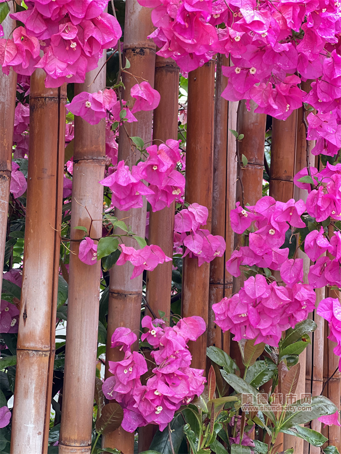 狮子座的棠 雨中赏花2.jpg