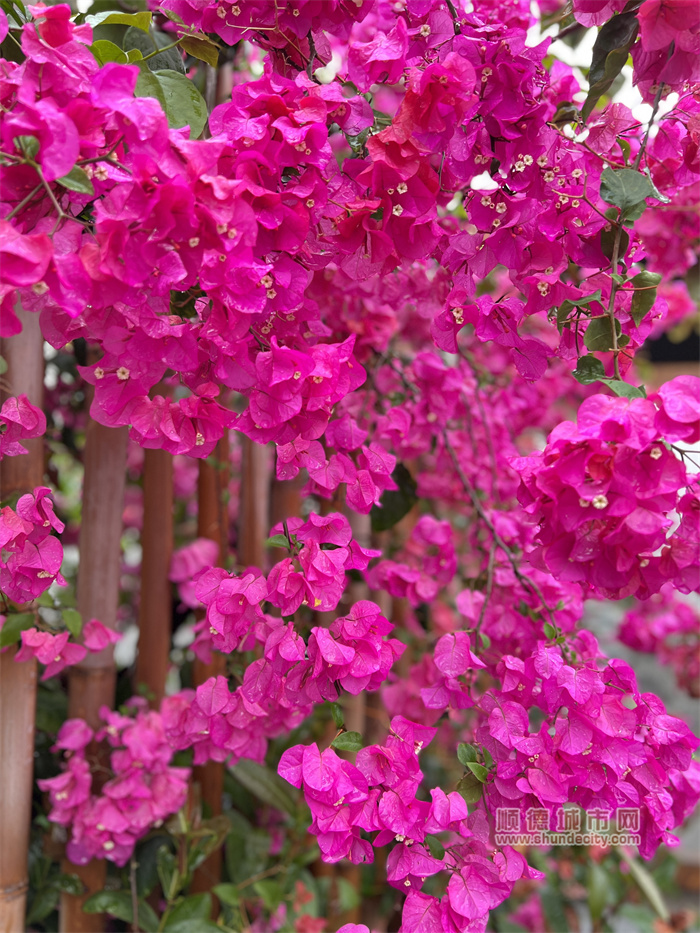 狮子座的棠 雨中赏花43.jpg