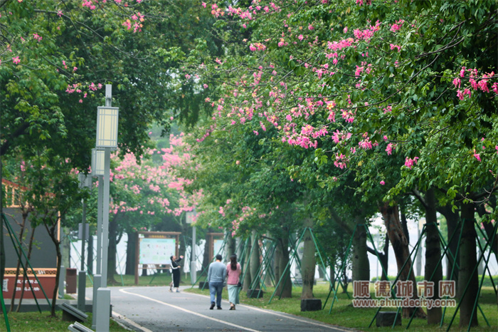 初冬的顺峰公园 阳光与鹿46.jpg