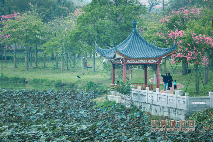 初冬的顺峰公园 阳光与鹿5.jpg