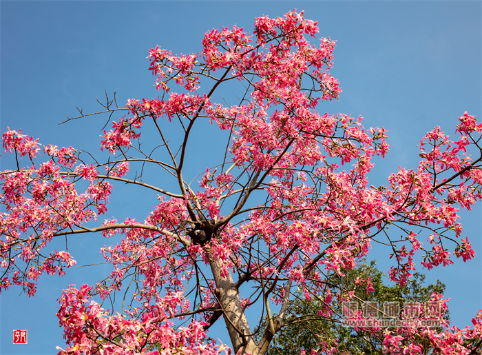 12.9 順峰山公園 梁平凡3.jpg