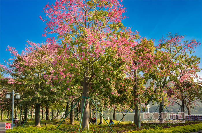 12.9 順峰山公園 梁平凡.jpg