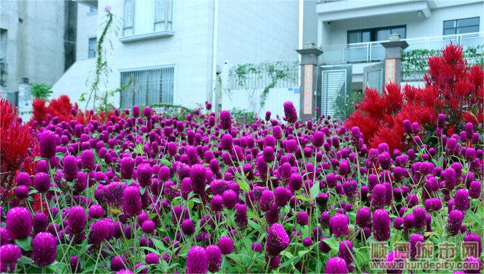 圖十三：倫教霞石村的房前屋后花團錦簇。.jpg