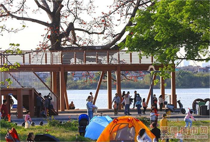 圖六：市民在“百里芳華”鄉村振興示范帶精華段南岸倫教段旁露營。.jpg