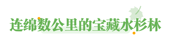 旅游出行攻略指南清新文章标题.png