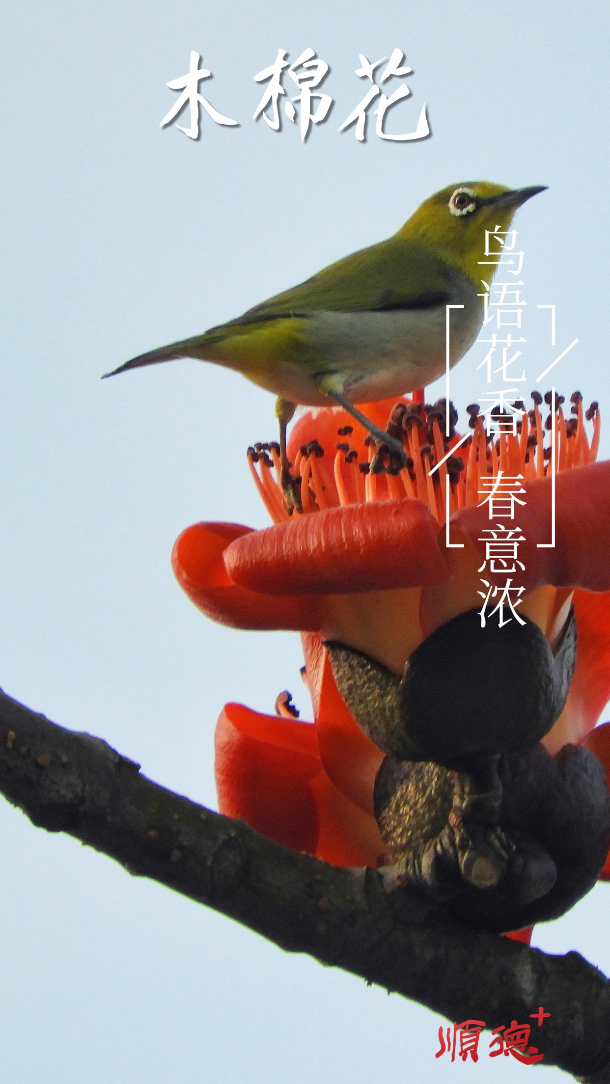 春系列春天你好祝福問候實景手機海報 (3).jpg