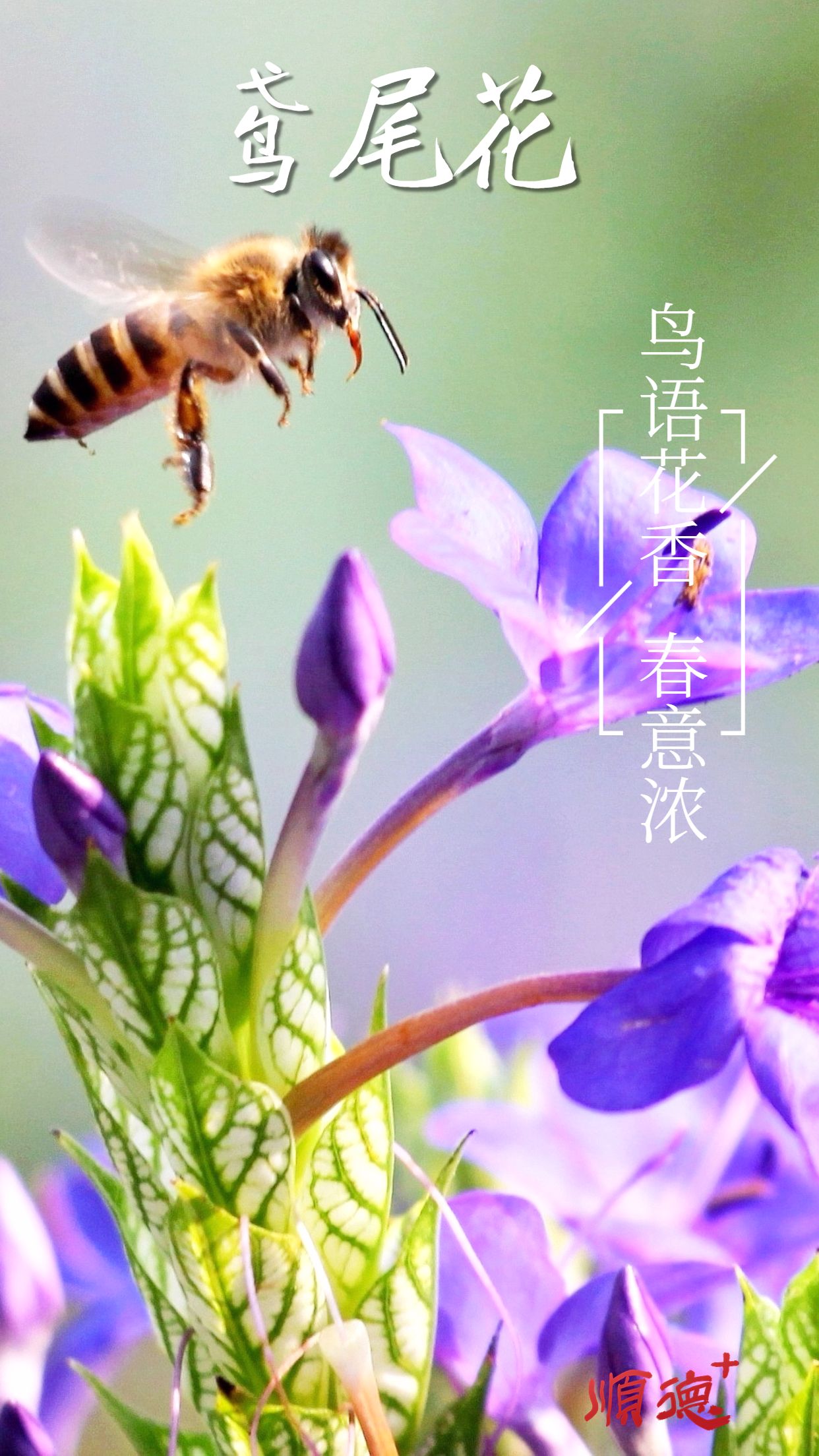 春系列春天你好祝福問候實景手機海報 (5).jpg