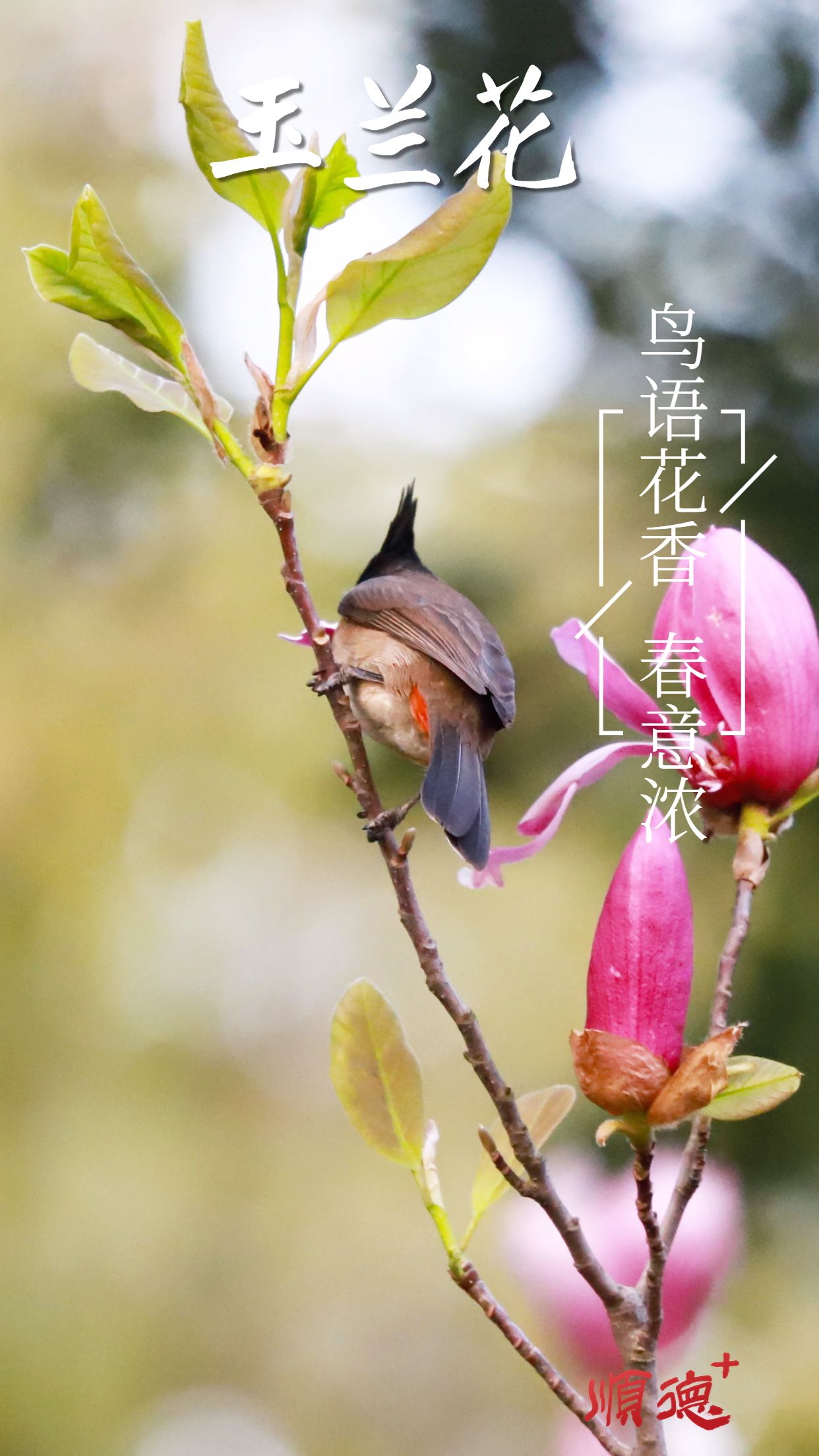 春系列春天你好祝福問候實景手機海報 (2).jpg