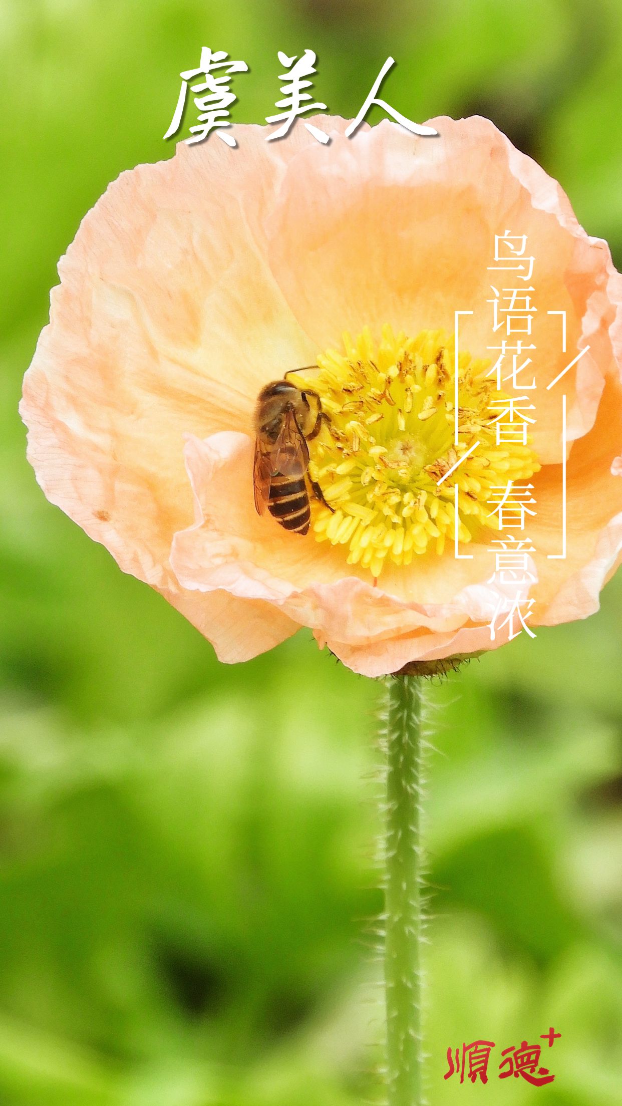 春系列春天你好祝福問候實景手機海報 (4).jpg