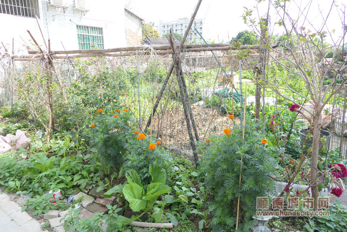 芬姐屋外家的小花园，种满了可食用的瓜果蔬菜。.jpg