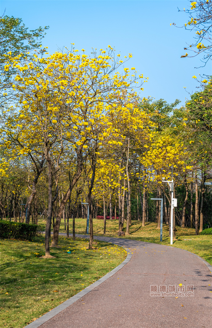 顺峰山公园黄花风铃木图片