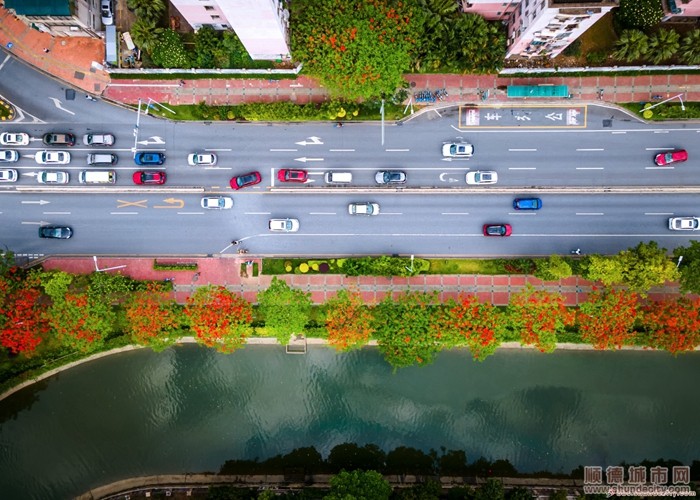 shundeplus/images/article/2023/03/07/4d44020230307154412430616.jpg 大良新桂南路凤凰花2(line 摄).jpg