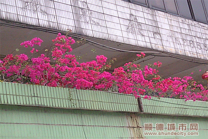 DSCF0069.jpg