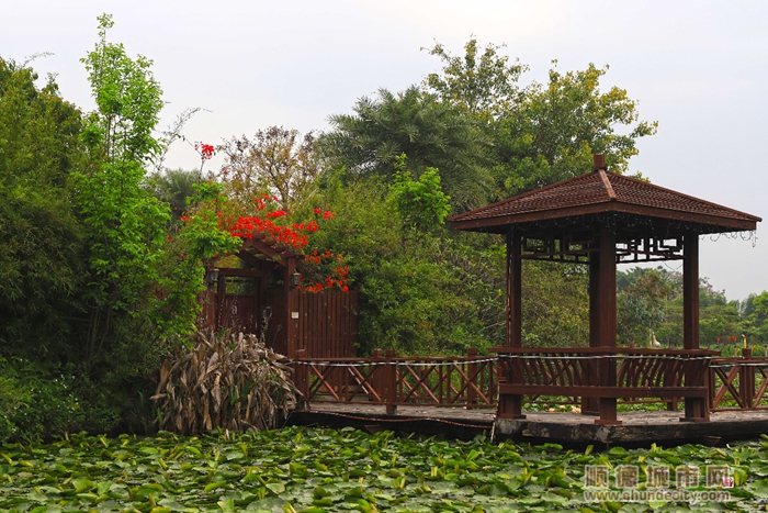 北滘大美公園東皇島-輝哥2.jpg