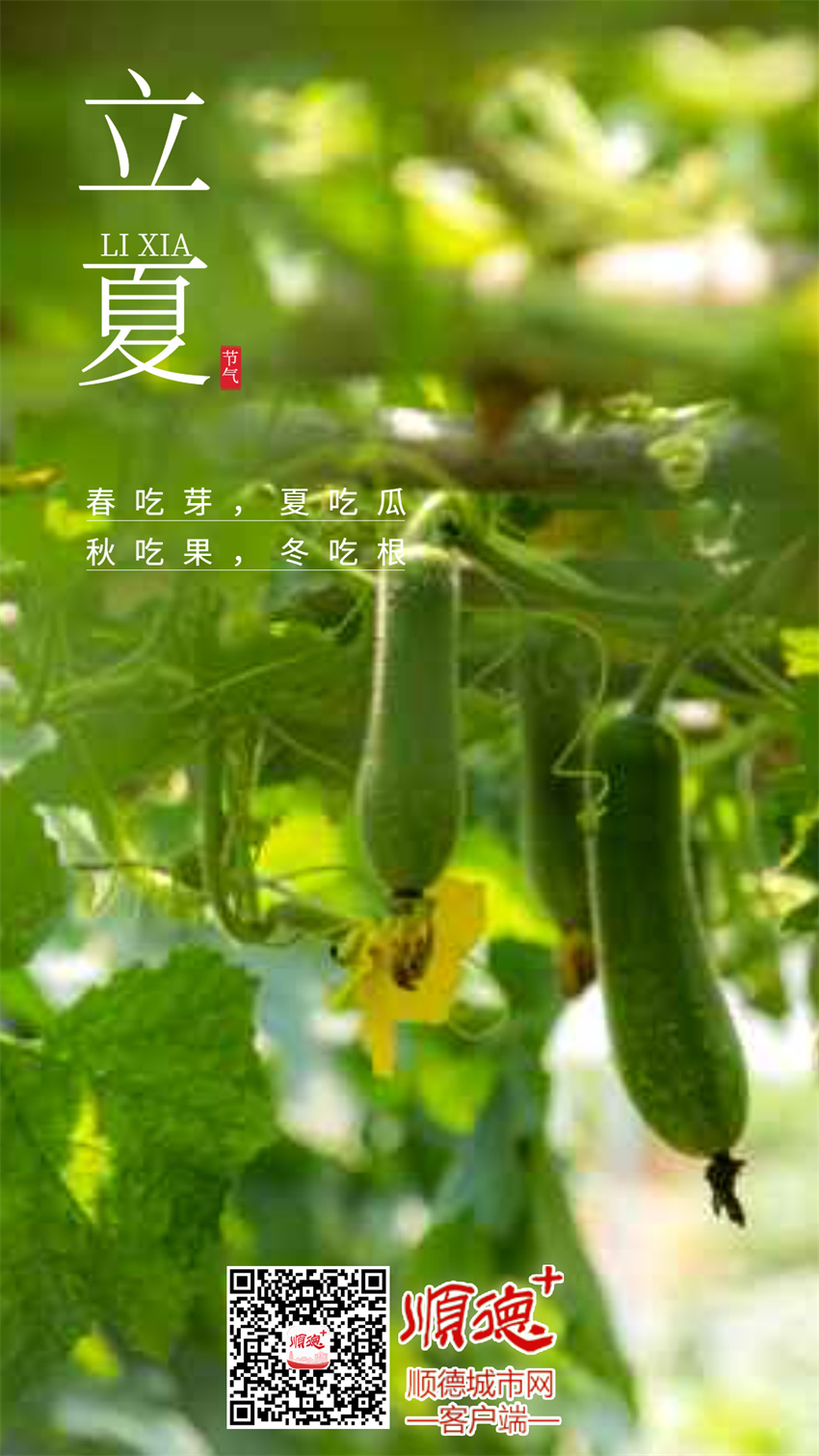 立夏節(jié)氣祝福排版荷花手機海報 .jpg