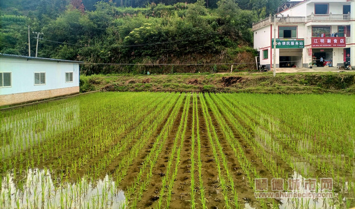 shundeplus/images/article/2023/06/13/09fc220230613223511867492.jpg 顺德鱼“游”进台江稻田.jpg