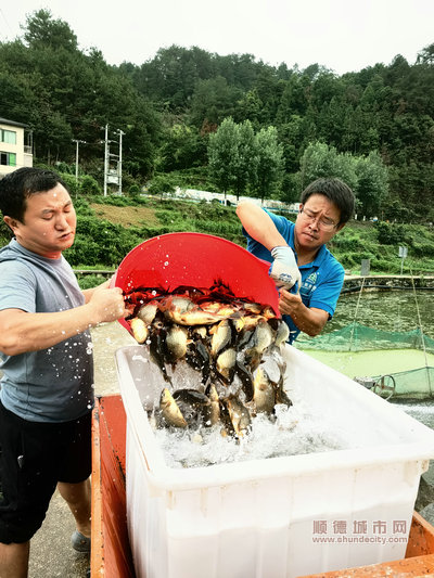 shundeplus/images/article/2023/06/13/7cf6a20230613223610704102.jpg 台盘乡南庄村村民张永辉刚买走1000斤鱼苗。.jpg