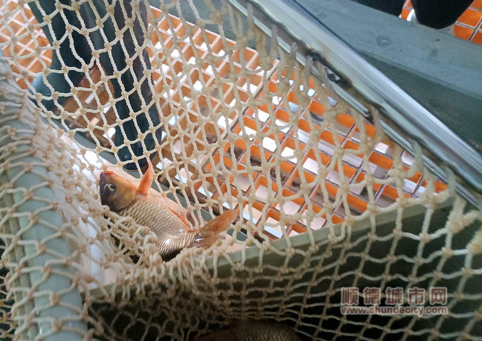 shundeplus/images/article/2023/06/13/c14d320230613223533158089.jpg 金元鲤深受当地农户青睐。.jpg