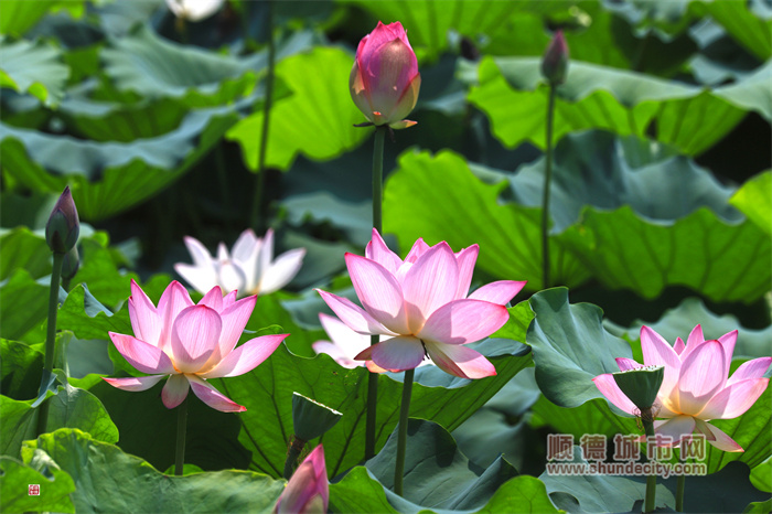 羊額公園 輝哥5.jpg