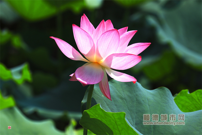 羊額公園 輝哥6.jpg