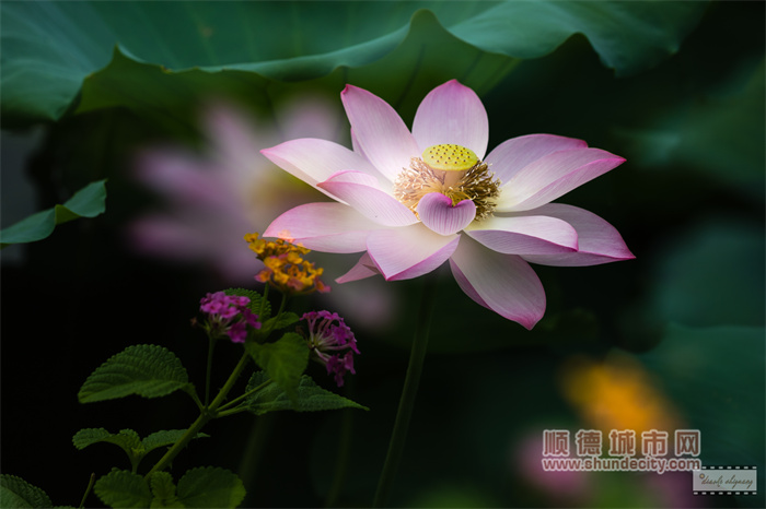 容新荷花池 雕刻時(shí)光1.jpg