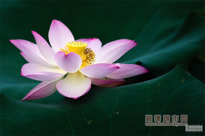 容新荷花池 雕刻時(shí)光2.jpg
