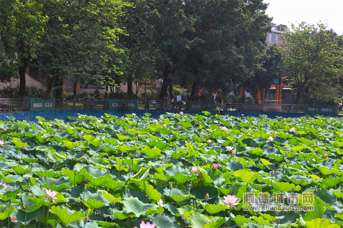 羊額公園 輝哥3.jpg