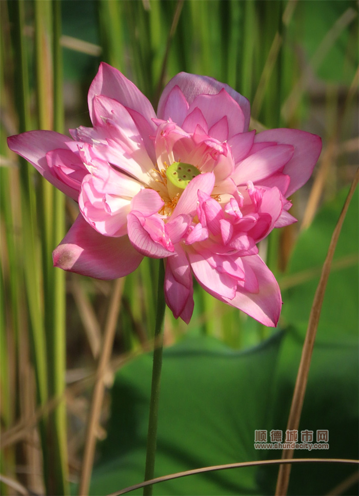 荷花 金鳳凰廣場(chǎng) 老牛.jpg