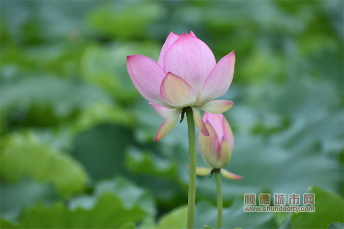 荷花 青田村 老牛5.jpg