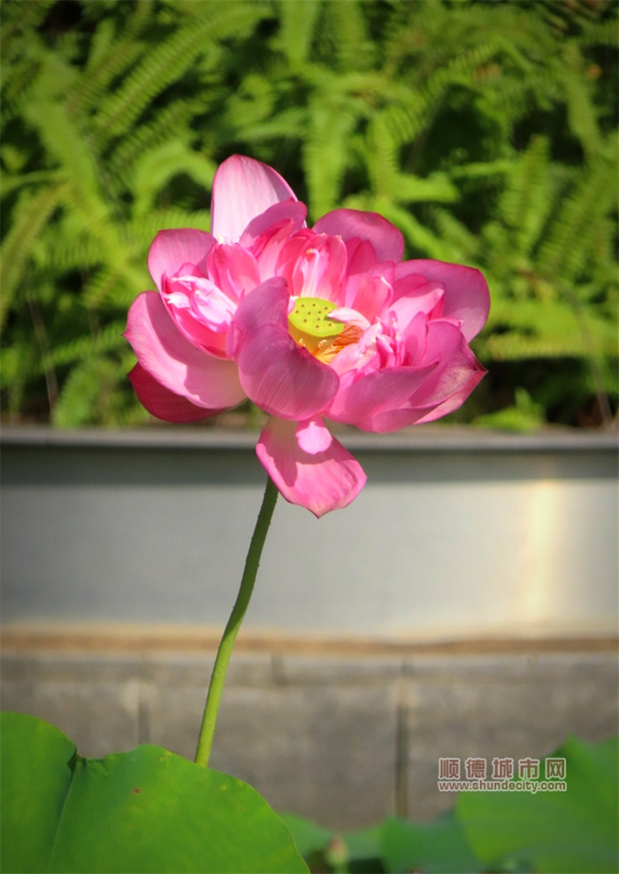 荷花 金鳳凰廣場(chǎng) 老牛·.jpg