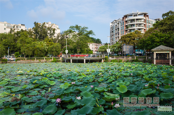 容新荷花池 雕刻時(shí)光.jpg