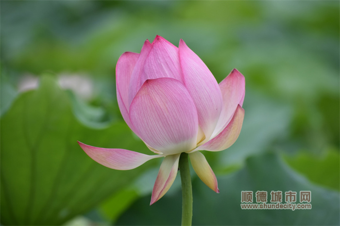 荷花 青田村 老牛6.jpg