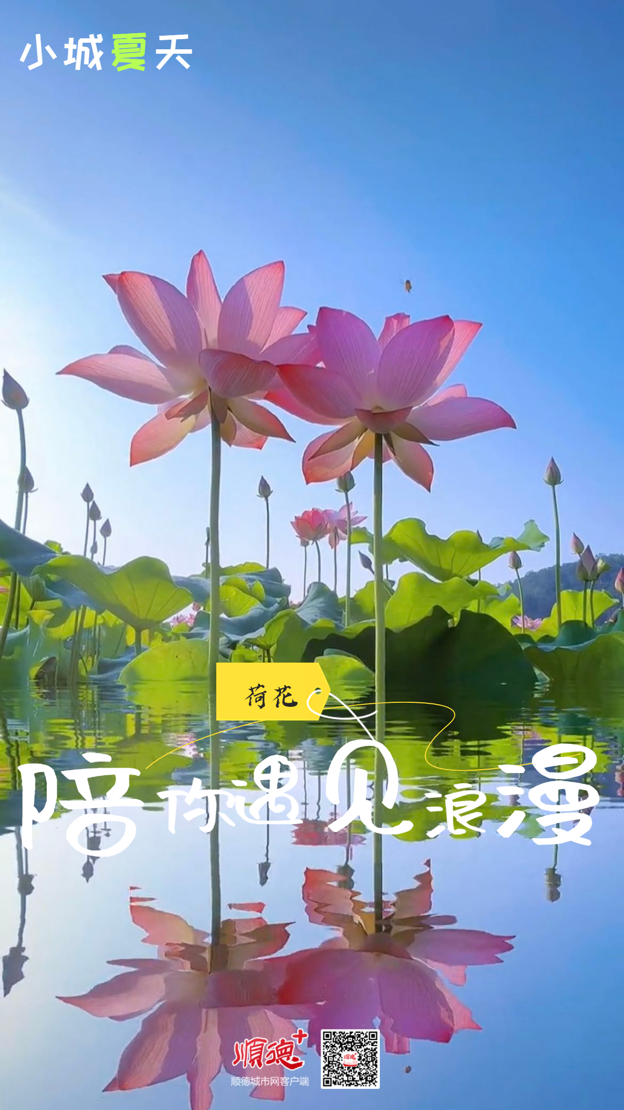 荷花.jpg