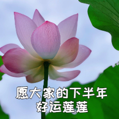 好运莲莲荷花趣味表情包(4).jpg
