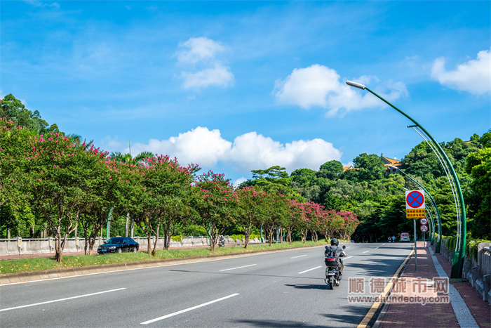 shundeplus/images/article/2023/07/14/1f11120230714190228606617.jpg 20230714 紫荆花 顺德-五个轮3.jpg