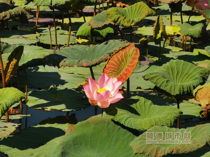 IMG_20230711_091046_副本_副本.jpg