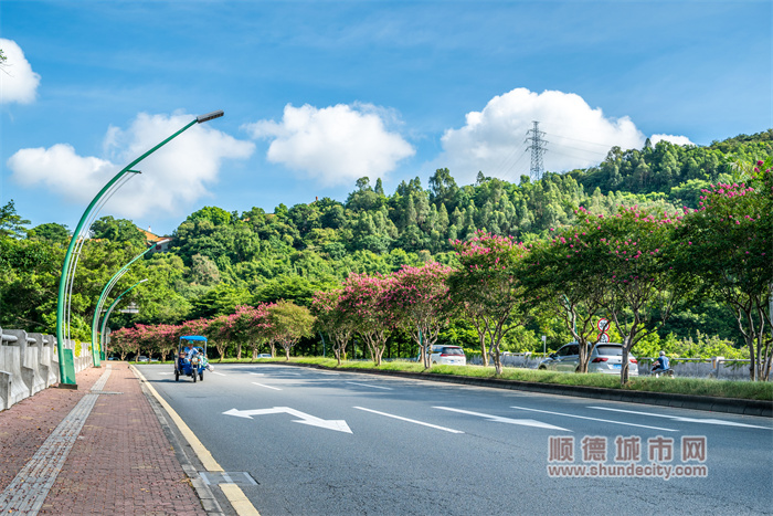 shundeplus/images/article/2023/07/14/60e5d2023071419023166376.jpg 20230714 紫荆花 顺德-五个轮.jpg