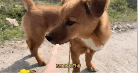 憨居居 (1).gif