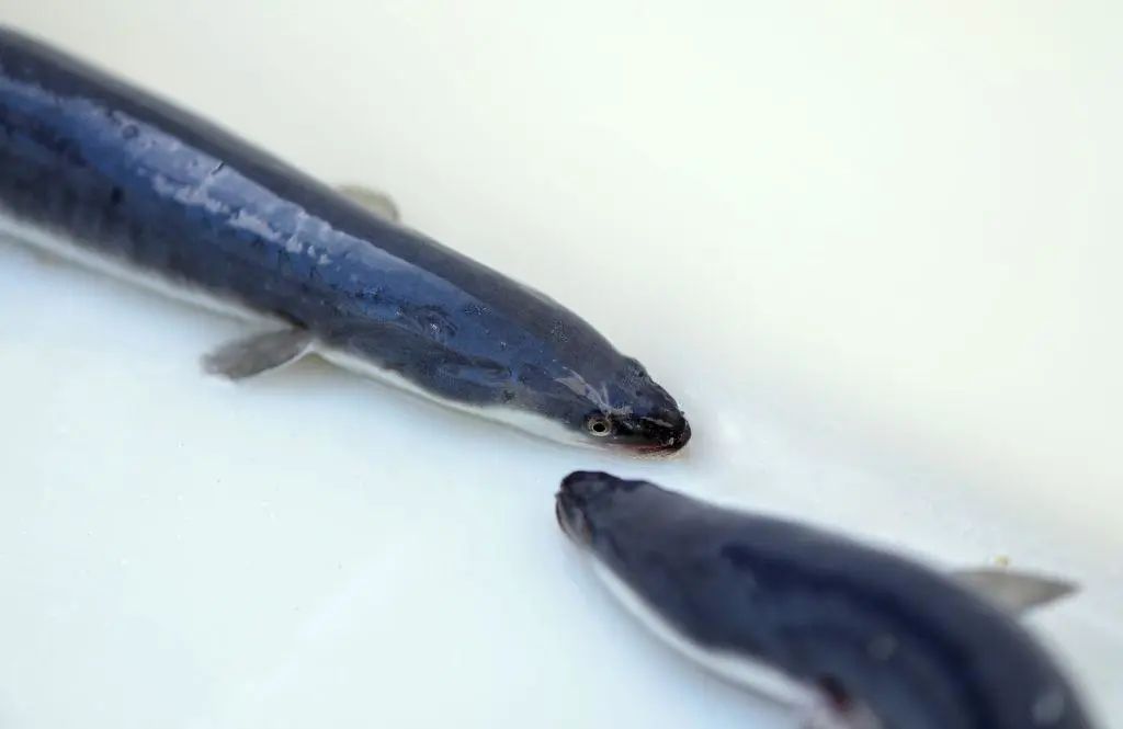 順德鰻魚.jpg