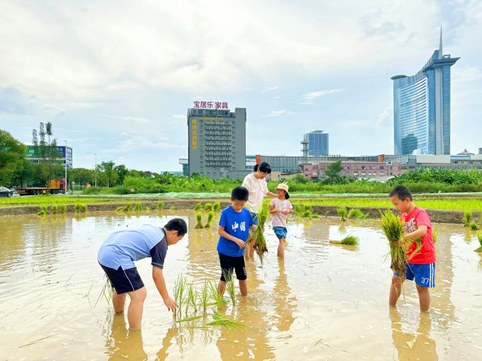 shundeplus/images/article/2023/10/25/134b320231025182813917258.jpg 亲子家庭走进稻田劳作。.jpg