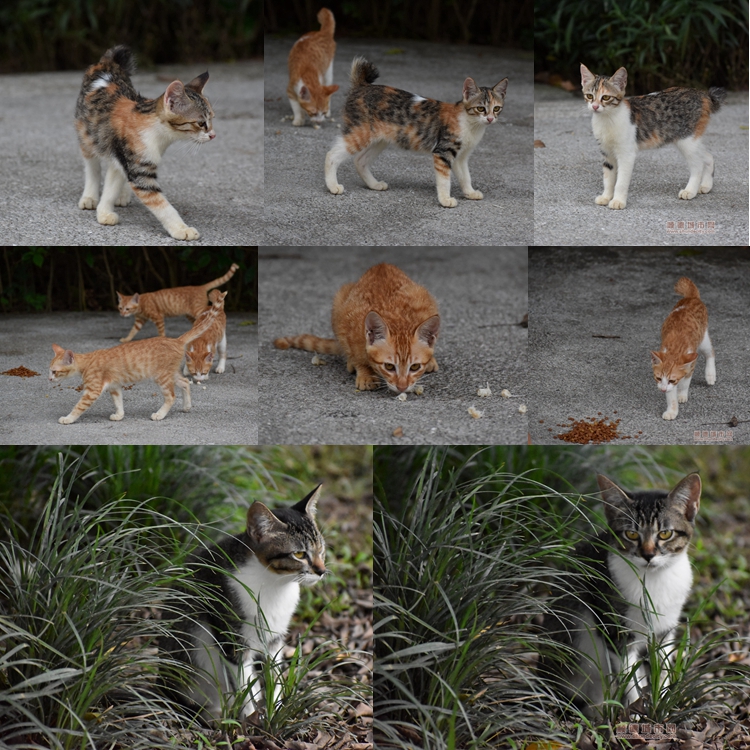 老牛 (14)_副本_副本.jpg