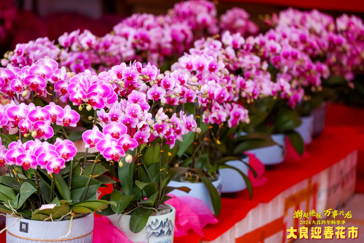 大良迎春花市走起