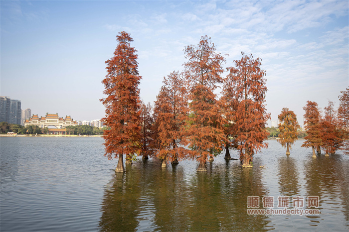 shundeplus/images/article/2024/02/03/a2aea20240203190124763827.jpg 图片11.jpg