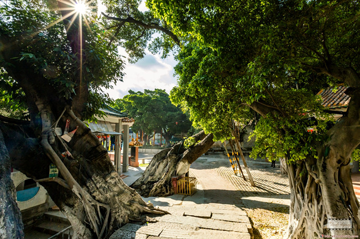 树生桥2（雕刻时光）.jpg