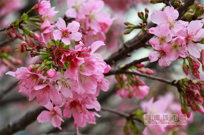 容桂渔人码头 岑炳超5.jpg