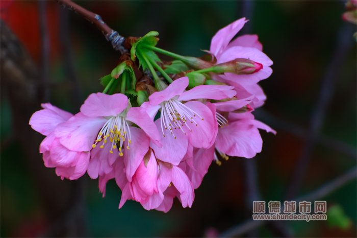 容桂渔人码头 岑炳超6.jpg