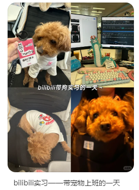 寵物上班.png