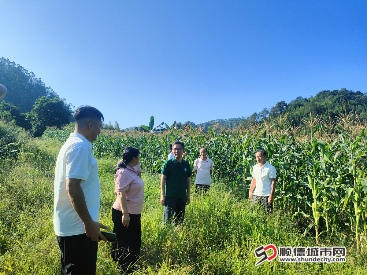 采用2：工作队与村支书“花姐”实地考察玉米种植基地_副本11.jpg